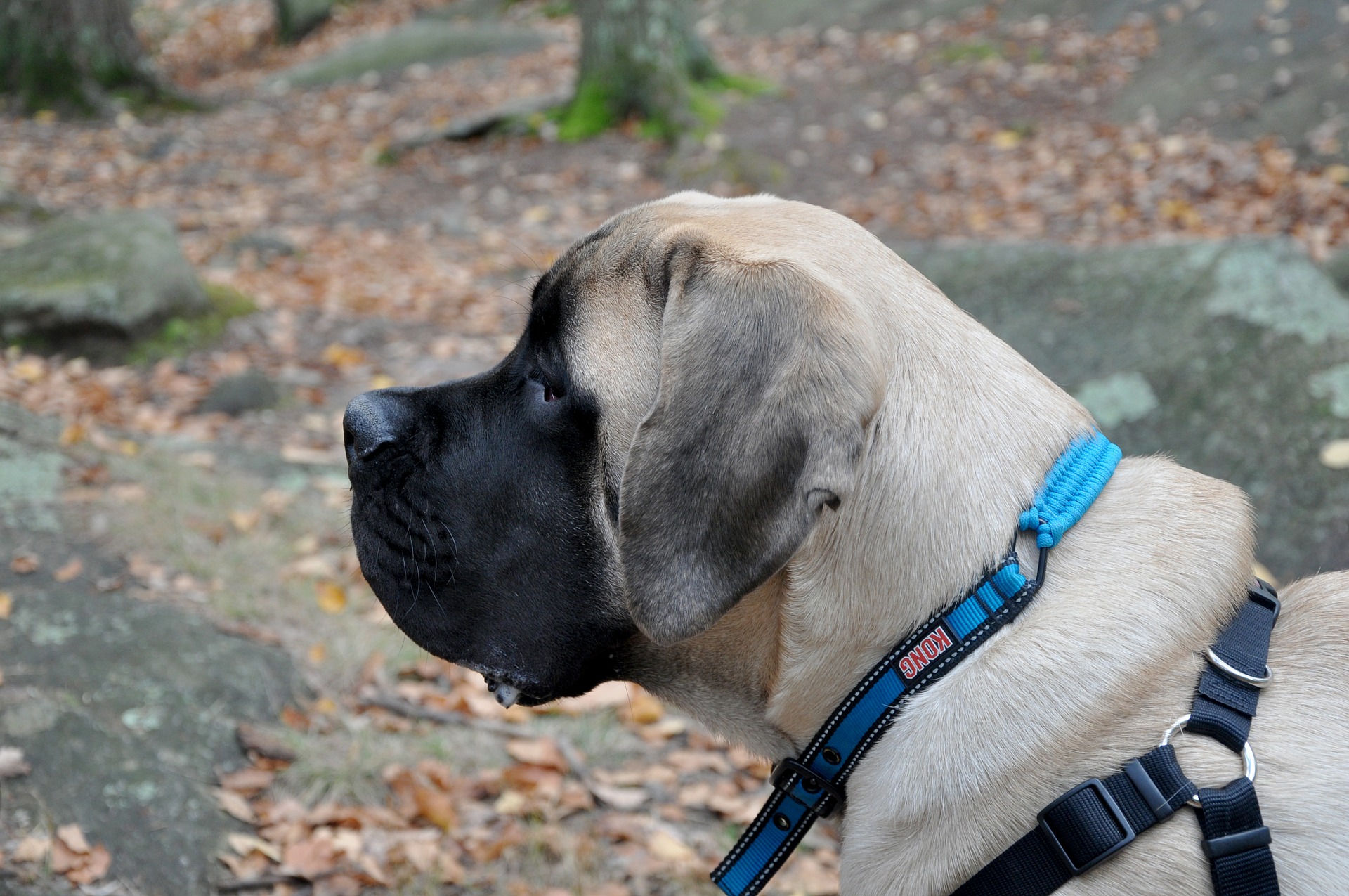 Anglický mastiff